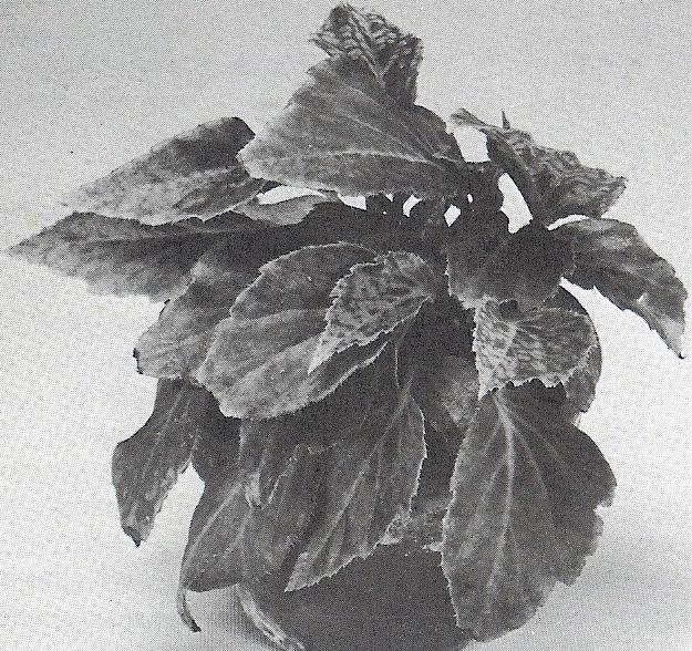 B. ‘Midge’